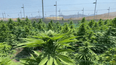 Colombia vive un ‘boom’ de los negocios de los productos derivados de cannabis.