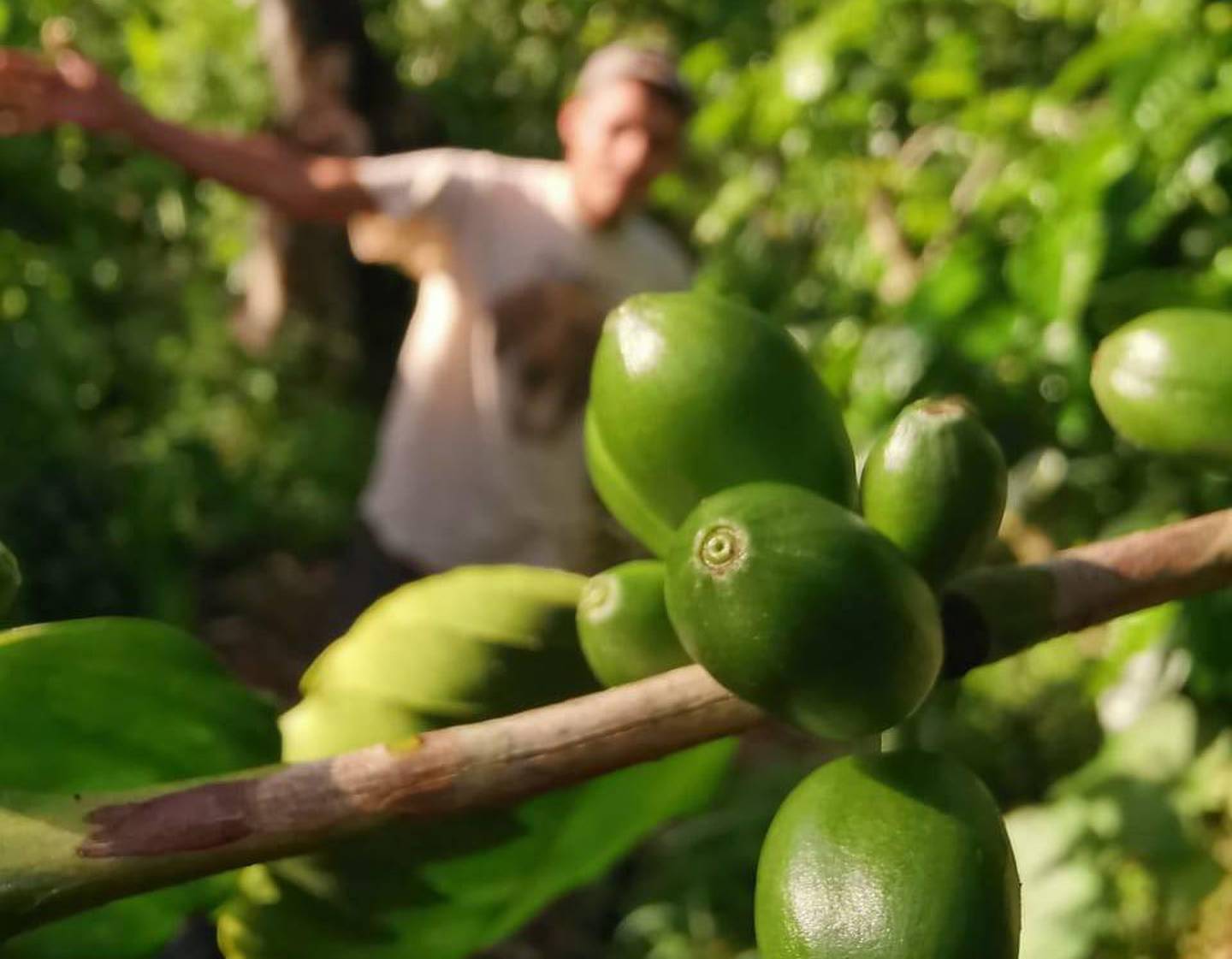 Producción de café Parainema en El Paraíso, al oriente de Honduras.