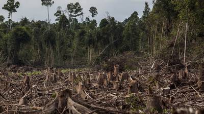 Bancos brasileños negarán crédito a frigoríficos vinculados a deforestación amazónicadfd