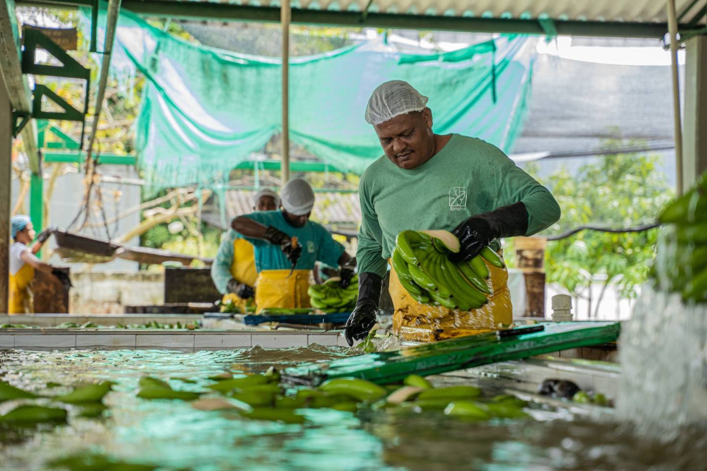 Un trabajador limpia racimos de plátanos durante una cosecha en una plantación de Apartado, Antioquia.