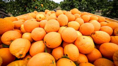 Futuros del jugo de naranja repuntan por caída en cosechas a niveles de la Gran Depresióndfd