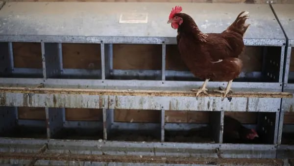 Gripe aviar se propaga en EE.UU. y amenaza exportaciones de pollodfd