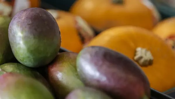 El mango guatemalteco de exportación impulsará consumo local a través de festivaldfd