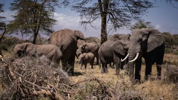 Los elefantes podrían morir jóvenes a causa del cambio climático, según un estudio dfd