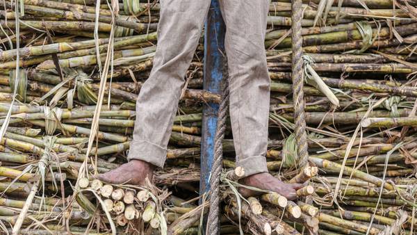 US Bars Imports From Dominican Sugar Giant Over Forced Labordfd