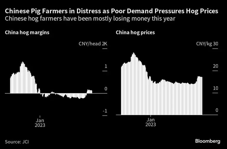 Los porcicultores chinos han perdido dinero en su mayoría este año.dfd