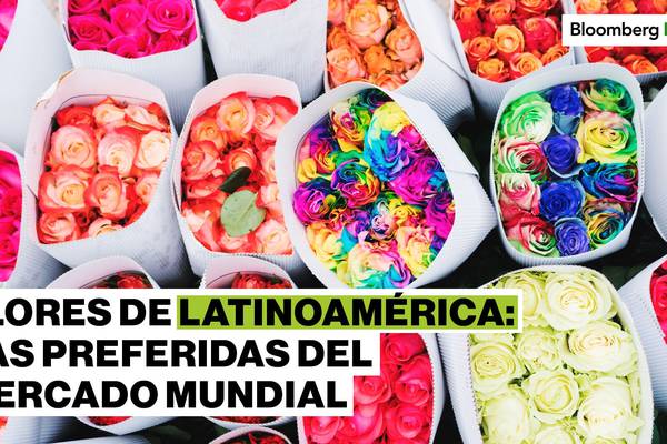 Las flores de Latinoamérica van a la conquista de nuevos mercadosdfd
