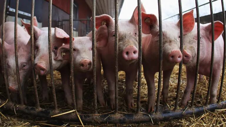 ASSISTA: Uma iminente crise de dióxido de carbono no Reino Unido pode provocar escassez de carne suína em supermercados britânicosFonte: Bloombergdfd