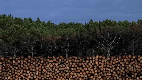Los bosques tropicales talados son fuentes netas de carbono durante años: estudiodfd