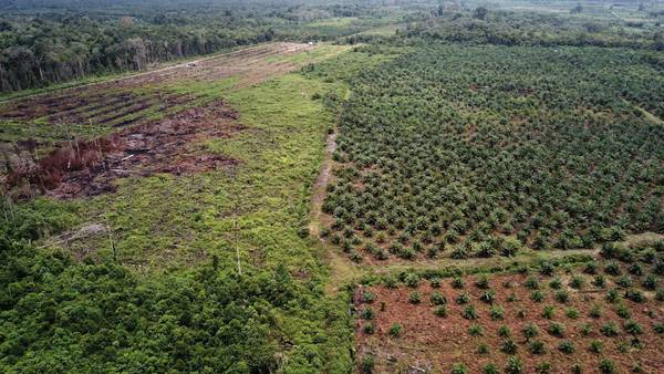 UE cierra un acuerdo “innovador” para frenar la deforestacióndfd