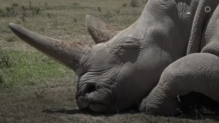 Imagen de un rinoceronte blancodfd