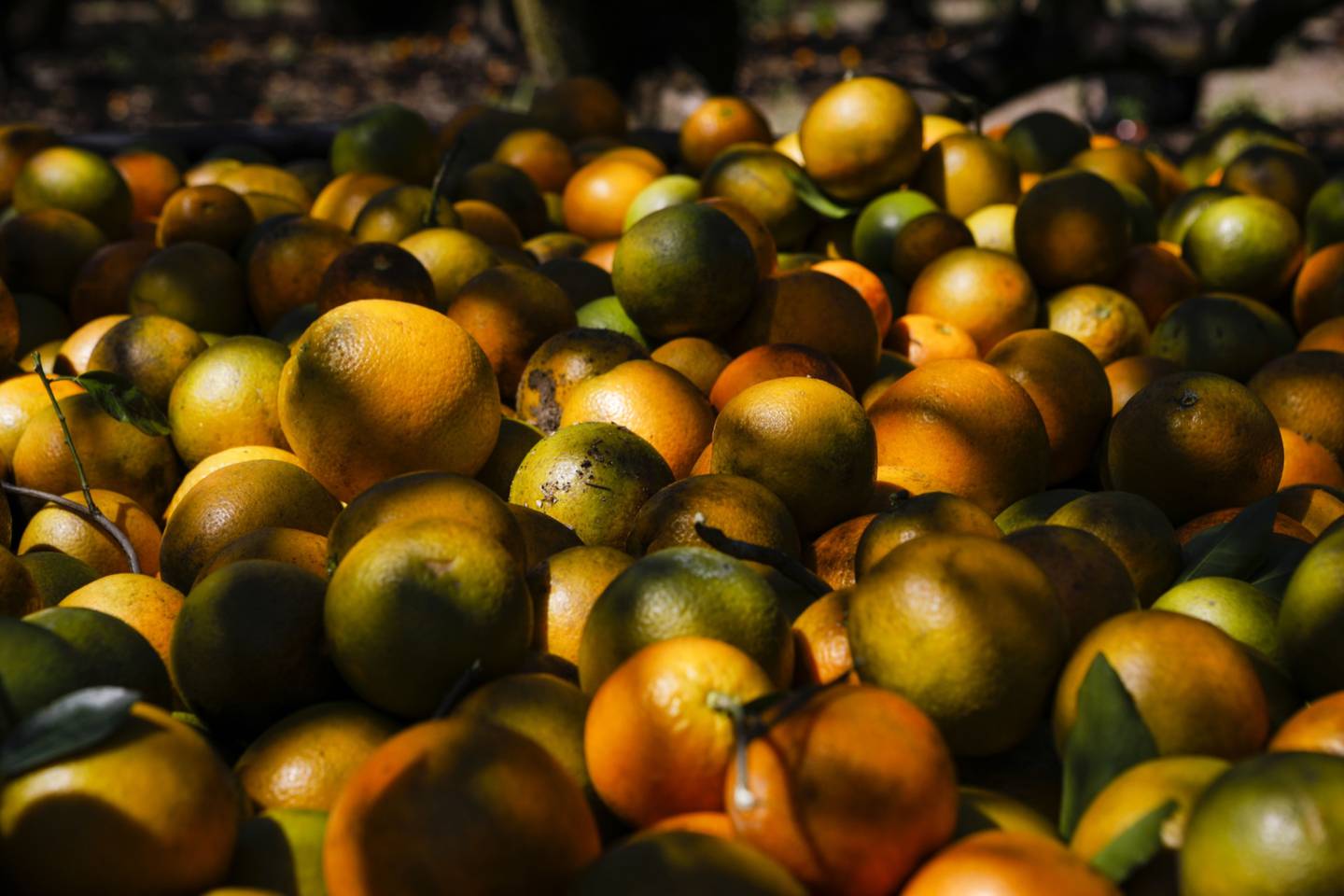 Oranges in a basket during a harvest in Avon Park, Florida.
