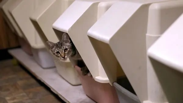 Crescimento do mercado de pets impulsiona ação de fabricante de areia para gatosdfd