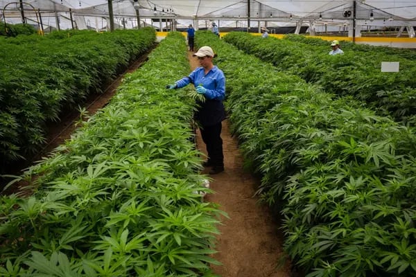 Cannabis en Colombia