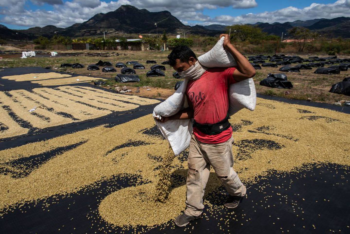 Un trabajador de la plantación vierte sacos de arpillera llenos de granos de café y los esparce para que se sequen al sol en la finca de café La Hammonia el 02 de febrero de 2021 en Metagalpa, Nicaragua.