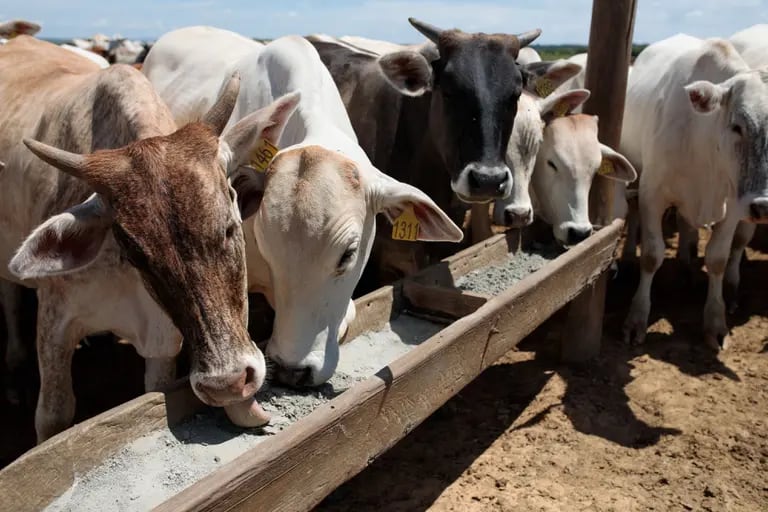 No Brasil, ração de origem animal – vetor da doença da vaca louca clássica – está proibida desde a década de 1990dfd
