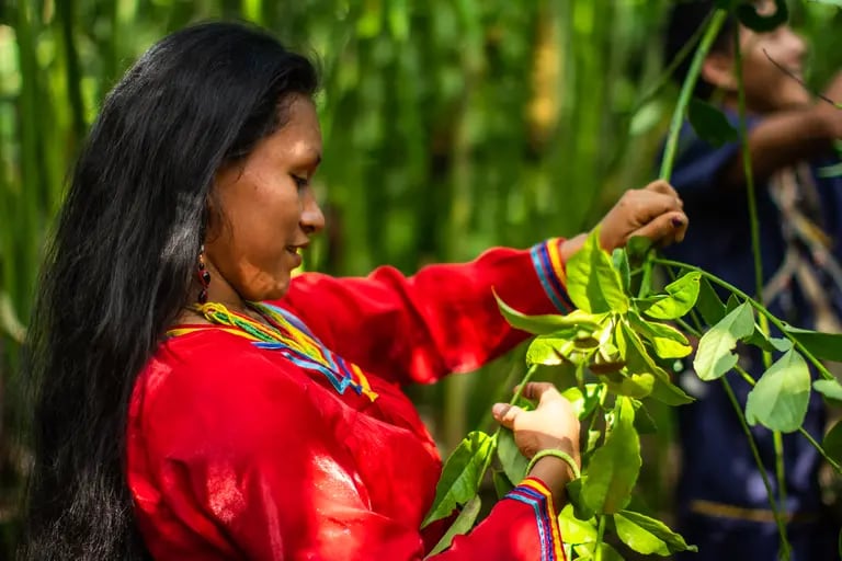 Waykana cuenta con una fábrica en Quito y con un centro de acopio en la Amazonía, donde trabajan con más de 100 agricultores indígenas kichwas, a quienes les pagan un porcentaje de las ventas. Foto: Waykanadfd
