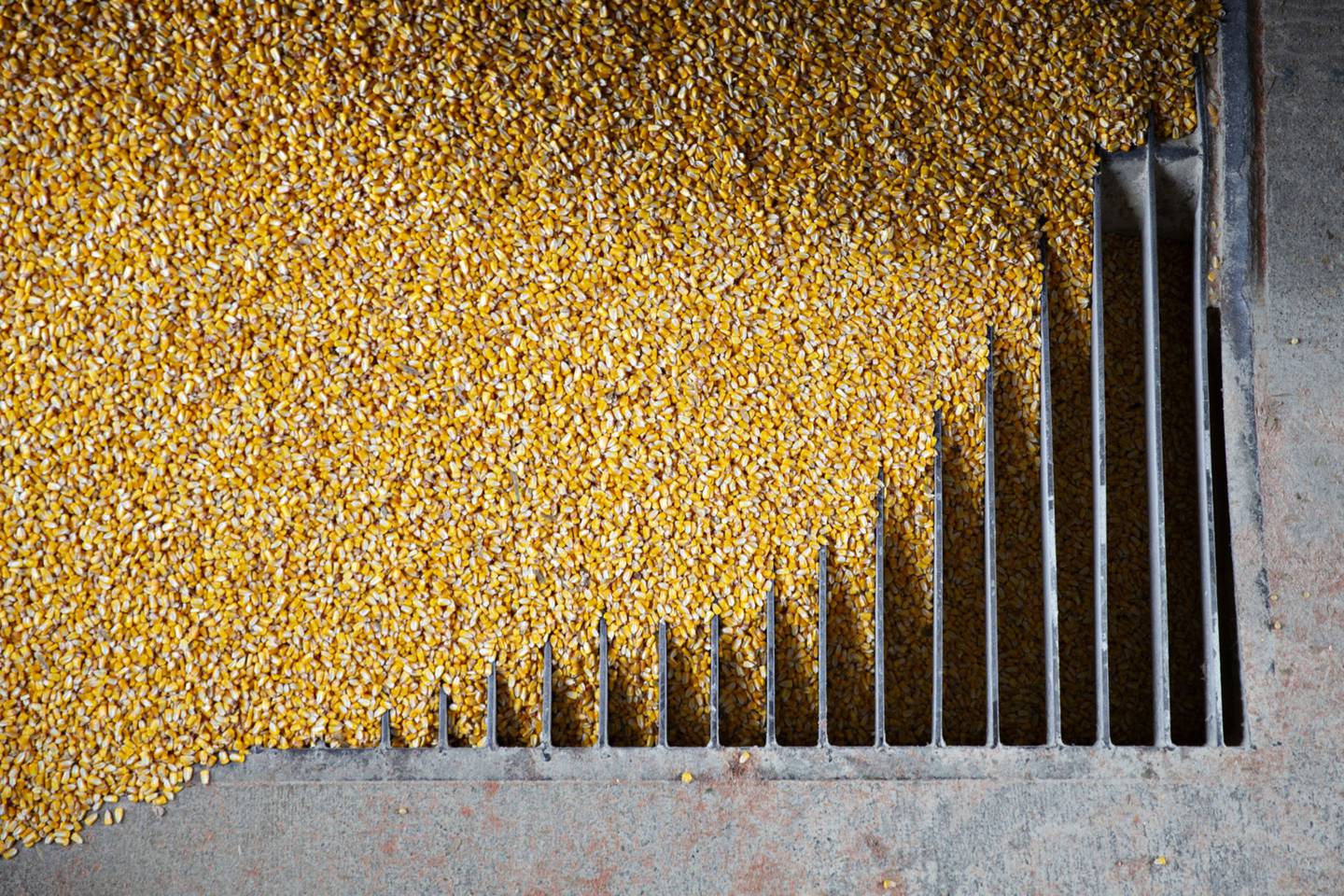 Maíz se descarga de un camión de granos en el elevador Michlig Grain LLC en Sheffield, Illinois, EE. UU.,