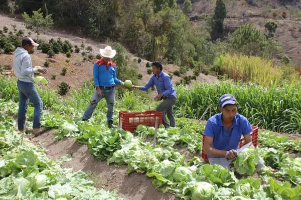 El Niño en Colombia comienza a pasar factura a los cultivos agrícolas