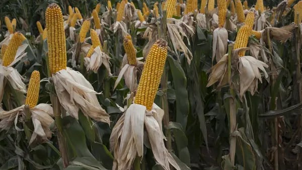 Dominicana presenta dificultades para la producción competitiva de maíz ¿Cuáles son?dfd