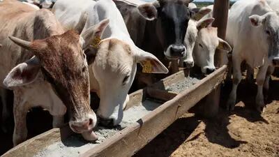 En Brasil, la alimentación animal -vector de la clásica enfermedad de las vacas locas- está prohibida desde los años 90.
