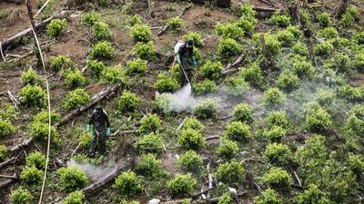 ¿Por qué Colombia, mayor productor de cocaína, se replantea la lucha antidrogas?dfd