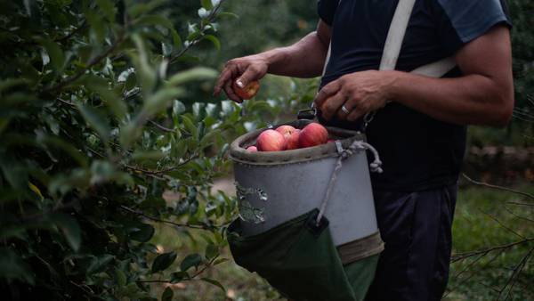 31 empresas de EE. UU. y Canadá emplean trabajadores guatemaltecos de forma temporaldfd