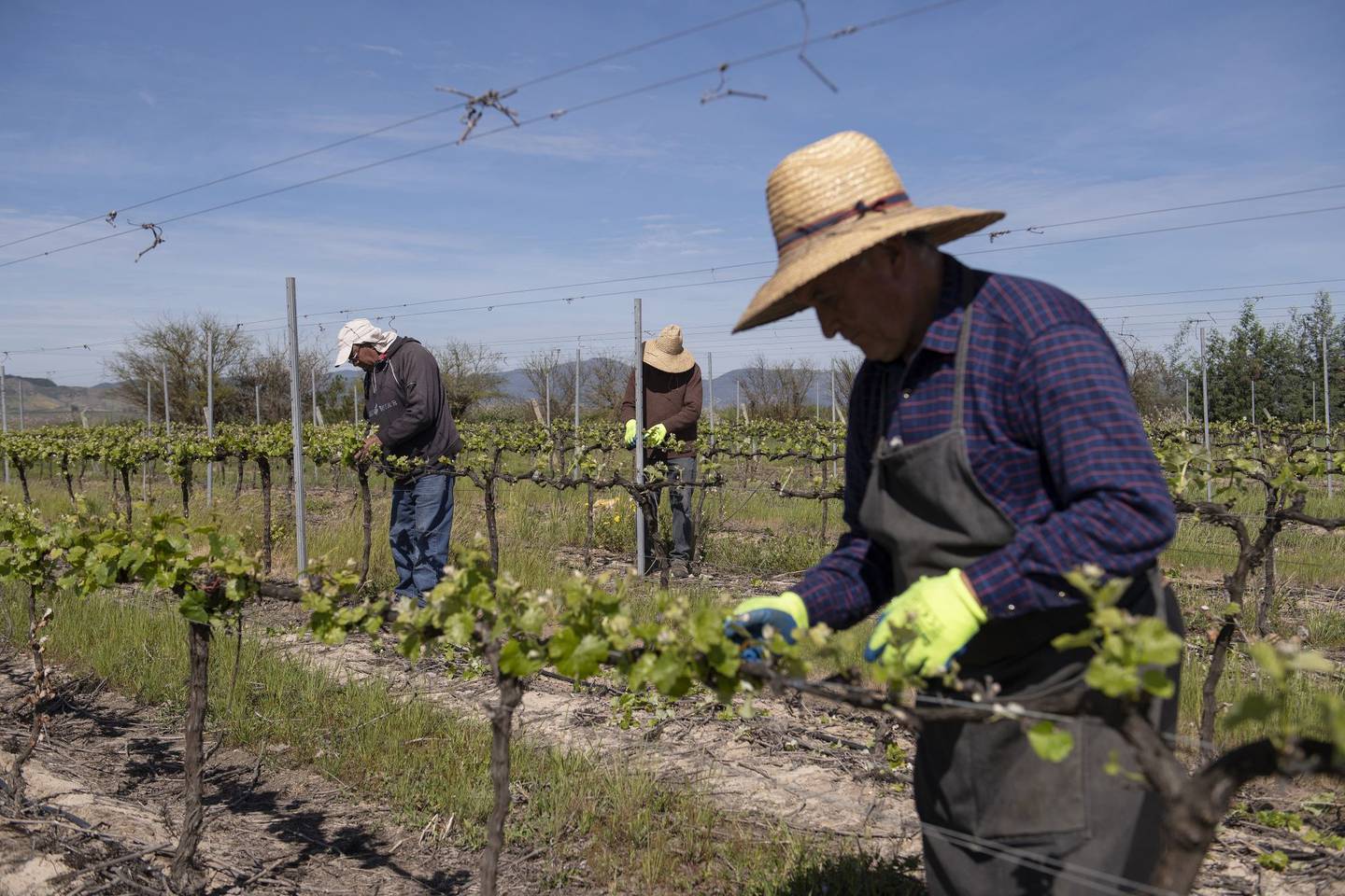 Trabajadores podan vides de uva en un viñedo en el Centro de Investigación e Innovación Concha y Toro SA en Pencahue, región del Maule, Chile, el miércoles 9 de octubre de 2019.