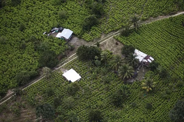 Una plantación de coca en Tumaco, Colombia.