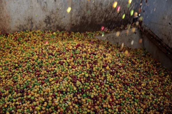 Harvested coffee cherries in a truck on a farm in Brazil. Photographer: Patricia Monteiro/Bloomberg