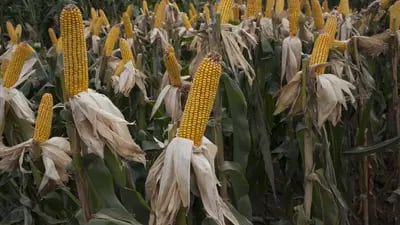 Los tallos de maíz se ven durante la feria agrícola Expoagro en Buenos Aires, Argentina, el miércoles 9 de marzo de 2016.