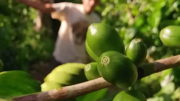 La variedad de café de Honduras que podría emular el éxito del Geisha de Panamádfd