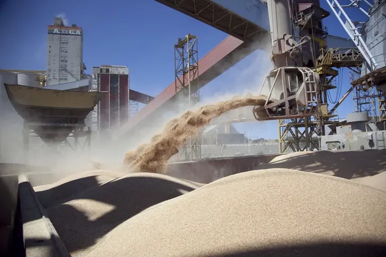 El procesamiento del grano es uno de los principales productos que se exporta desde Argentinadfd