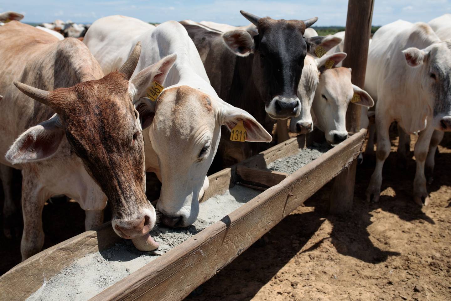 Cattle lick salt in a trough at a ranch in Paulinia, Sao Paulo state.