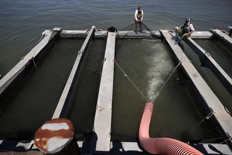 Thousands of young fingerling Chinook salmon are released into a holding pen as they are transferred from a truck into the Mare Island Strait in Vallejo, California, on May 11. Photographer: Justin Sullivan/Getty Imagesdfd