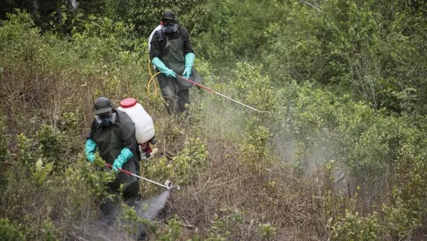 Colombia Says Previous War on Drugs Failed, Suspends Destruction of Coca Plantsdfd