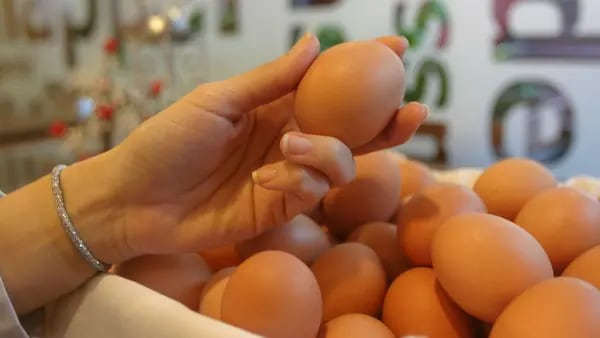 Sobreproducción de huevos en Dominicana y sin reporte de gripe aviar dfd