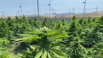 Cultivo de cannabis en exterior