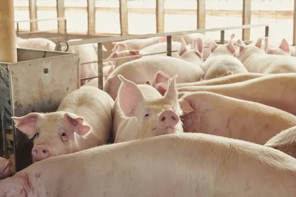 Exportação brasileira de carne suína deve encerrar o ano com crescimento de 10%