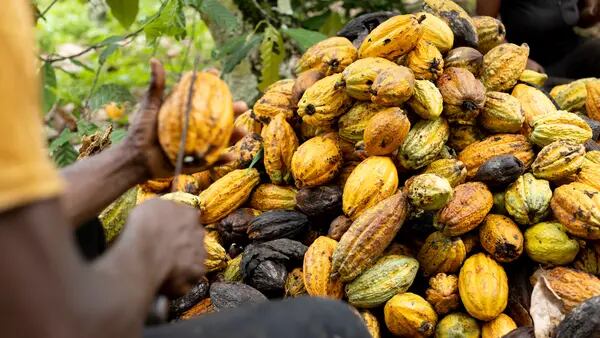 El cacao prolonga su caída mientras los comerciantes huyen de un mercado en problemasdfd