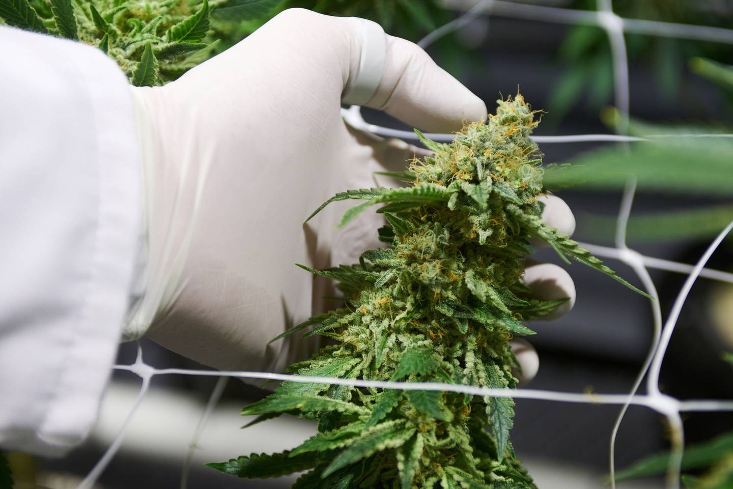 Un trabajador inspecciona una planta de cannabis en flor dentro de un cuarto de cultivo. Fotógrafo: Waldo Swiegers/Bloomberg