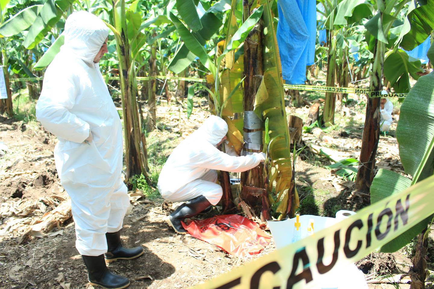 Guatemala refuerza medidas fitosanitarias para prevenir el hongo Fusarium Oxysporum Raza 4 Tropical que afecta plantaciones de plátano y banano.