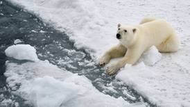 ¿Los osos polares podrán adaptarse al cambio climático? Hay esperanzas