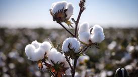 Con tecnología buscarán devolverle importancia al algodón en el agro colombiano