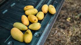 Colombia amplía su capacidad productora para exportar mango a la Unión Europea