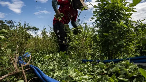 ¿Cambios en la lucha contra las drogas? Colombia detuvo la erradicación de la cocadfd