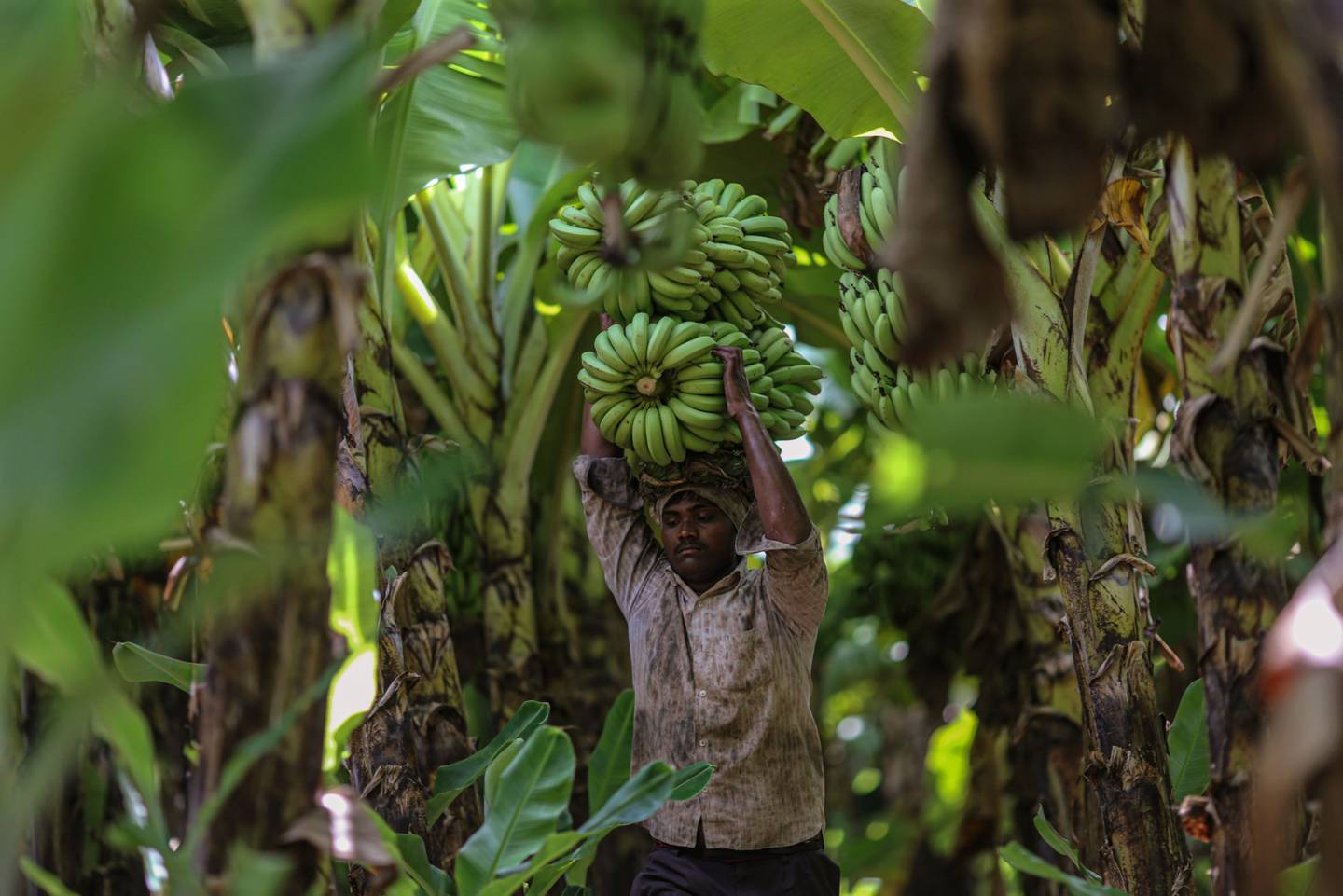 Más del 90% de los trabajadores operativos en el sector agrícola dominicano son de origen extranjero.