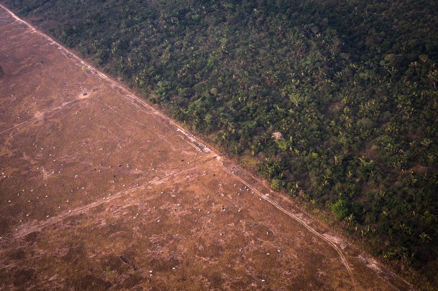 O Cerrado entrou na mira de ambientalistas e grandes importadores de alimentos da Europa no combate ao desmatamento. Diferentemente da Amazônia, o bioma que abrange todo o Centro-Oeste e parte do Nordeste do Brasil é onde está a maior parte da produção brasileira de grãos e da pecuáriadfd
