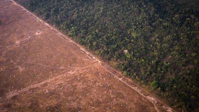 Desmatamento amplia riscos de reputação de empresas brasileiras, diz Moody’sdfd
