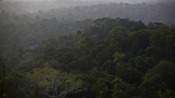 Brazil Bond to Protect Amazon Rainforest Gains Traction Among ESG Investorsdfd